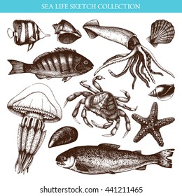 Vector Sea life illustration set . Hand drawn Mussels, fish, crab, starfish, squid, jellyfish, shellfish sketch. Isolated on white.