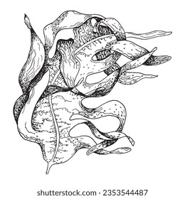 Ilustración de la tinta de la planta marina del vector aislada en fondo blanco. Laminaria, kelp marrón, útil línea blanca de algas negras. Elemento de diseño para paquete, etiqueta, comercio, envoltura