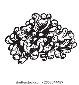 Vector sea plant ink hand drawn illustration isolated on white background. Single purple lithotamnia seaweed, coral black white line. Design element for package, label, wrapping, marine collection