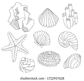 mar vectorial con conchas dibujadas a mano, pez estrella, algas marinas, nautilus. elementos para el diseño. libro coloreado 