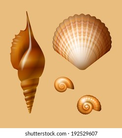 vector sea shell