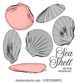 Vector Sea Shell Illustration Set