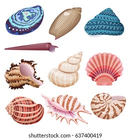 Vector sea shells set.