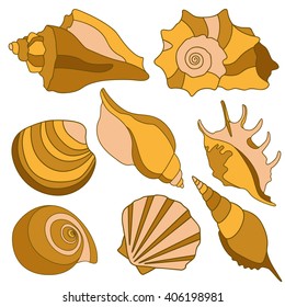 Vector sea shells. Summer holidays design elements.