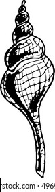 vector sea shell/shell big/ocean shell/seashell sketch