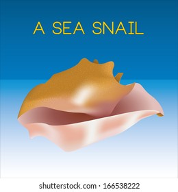 A Vector Sea Snail Isolated With Background