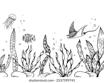 Vector seabed. Jellyfish, tropical fish, stingray, pebbles stones, algae, corals, bubbles. Hand painted line seaweed, laminaria. Graphic rock clip art isolated on background. Underwaterillustration. F