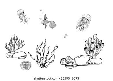 Vector seabed. Pebbles stones, algae, corals. Hand painted line seaweed, tropical gold fish, jellyfish. Graphic rock clip art isolated on background. Underwater illustration. For designers