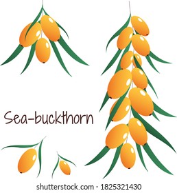 
Vector sea-buckthorn. A branch, yellow berries and green leaves. All elements are isolated