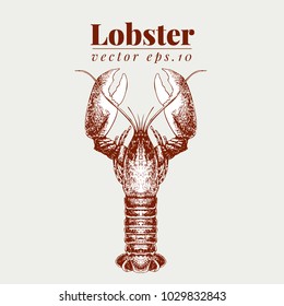 Vector seafood illustration. Lobster retro lillustration. Hand drawing sketch omar. Can be use for restaurant menu, kitchen design, paper, wrapping, fabrics.