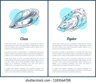 Vector seafood oyster and clam hand drawn graphic. Sea and ocean mollusks isolated on white, with blue spots, icons for menu in sketch vintage style