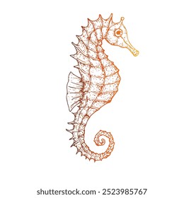 Vector seahorse. Hand painted line art. Graphic tropical clip art isolated on background. Underwater illustration. For designers, invitations, decoration, postcards, wrapping paper, scrapbooking, cove