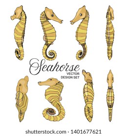 Vector Seahorse Illustration Design Set