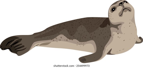 vector seal isolated illustration