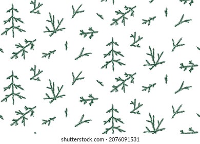 Vector seamless background with fir branches on white. Pattern.