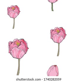 Vektor nahtloser Hintergrund Tulip Blumen auf weißem Hintergrund, isolierte Bilder, Doodle, Handzeichnung