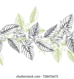 Vector seamless border. Vintage botanical illustration with ylang-ylang blooming branches. Floral texture with tropical flowers