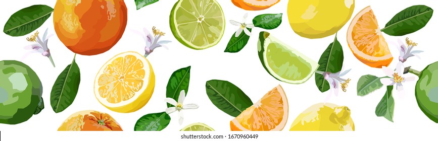 Vector Seamless Border Wth Various Citrus Fruits Such As Lemon, Lime And Orange.