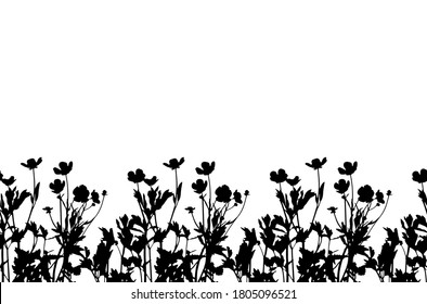 vector seamless buttercup flowers - hairy buttercup (Ranunculus sardous) border isolated on white background