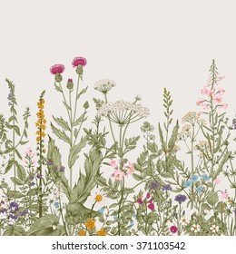 Vector seamless floral border. Herbs and wild flowers. Botanical Illustration engraving style. Colorful