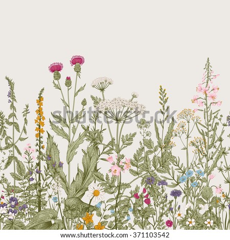 Vector seamless floral border. Herbs and wild flowers. Botanical Illustration engraving style. Colorful