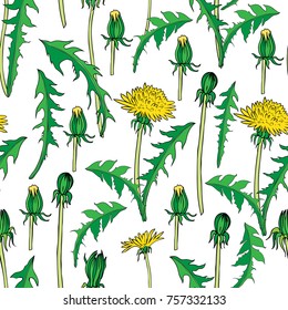 Vector seamless floral pattern, Dandelion flower, bud, leaf hand drawn colorful illustration isolated on white backdrop, graphic texture background for cosmetic, design package tea, textile, wallpaper