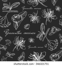 Vector seamless floral pattern with sketch pyracanta botanical hand drawn elements - firethorn branches, flowers, berries and bloom in vintage style texture