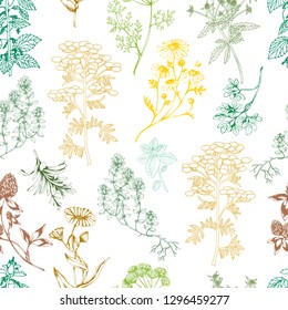 Vector seamless healthy colored herbs pattern on white. Ink drawn botanical engraved illustration in vintage style for print, wrapping, paper, textile and other natural seamless design. 