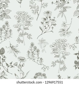 Vector seamless healthy herbs background . Ink drawn botanical engraved illustration in vintage style for print, wrapping, paper, textile and other natural seamless design. 