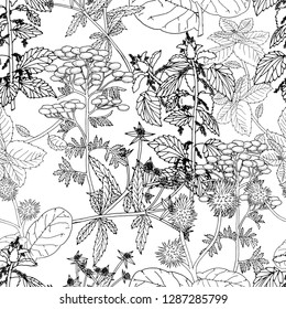 Vector seamless healthy herbs pattern. Ink drawn botanical engraved illustration in vintage style for print, wrapping, paper, textile and other natural seamless design. Black on white.