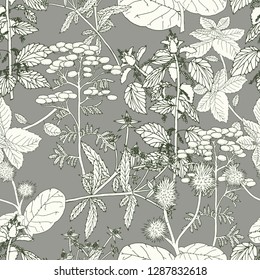 Vector seamless healthy herbs pattern on gray. Ink drawn botanical engraved illustration in vintage style for print, wrapping, paper, textile and other natural seamless design.