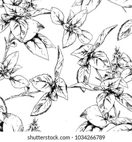 Vector seamless herbal pattern with spices of basil. Hand drawn botanical sketch in vintage style for print, wrapping, paper and other seamless design. Black and white.