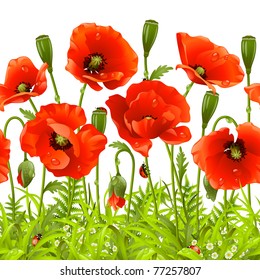 Vector seamless horizontal border with red poppy. Red flower and green grass