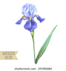 Vector seamless illustration - isolated watercolor blue iris flower