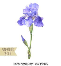 Vector seamless illustration - isolated watercolor violet iris flower