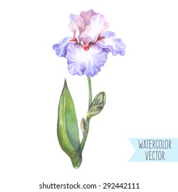 Vector seamless illustration - isolated watercolor violet and pink iris flower