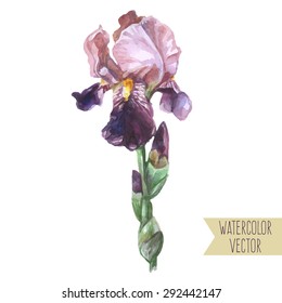 Vector seamless illustration - isolated watercolor purple brown iris flower