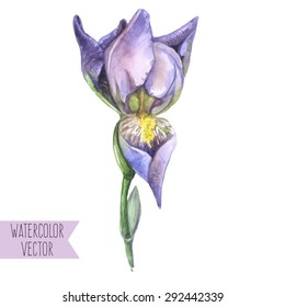 Vector seamless illustration - isolated watercolor iris flower