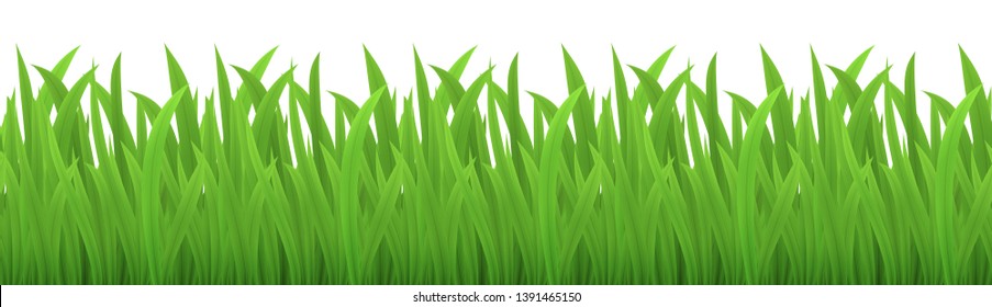 Vector seamless image of green grass isolated on white. EPS 10.