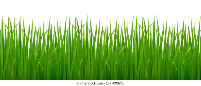 Vector seamless image of green realistic grass isolated on white. EPS 10