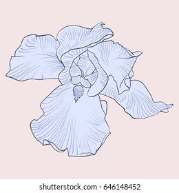 Vector seamless iris pattern