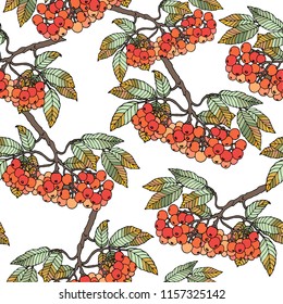 Vector seamless patern branch sorbus on a white background.