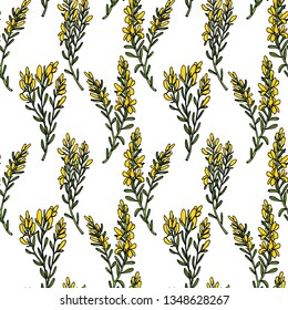 Vector seamless patern with hand drawn dyer's greenweed twigs. Beautiful floral design elements, ink drawing
