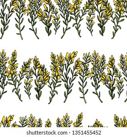 Vector seamless patern with hand drawn dyer's greenweed twigs. Beautiful floral design elements, ink drawing