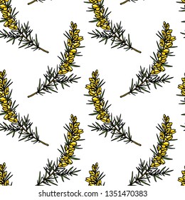 Vector seamless patern with hand drawn gorse twigs. Beautiful floral design elements, ink drawing