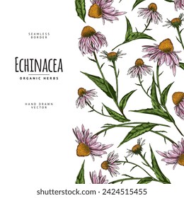 Vector seamless pattern border with echinacea flowers. Ideal for background in the design of medicinal and cosmetic products, with space for text.