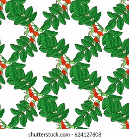 Vector seamless pattern branch of dog rose hips on white background.