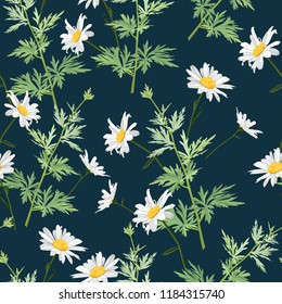 Vector seamless pattern with camomiles on a dark blue background. Garden flowers background.