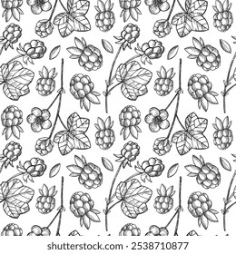 Vetor padrão sem emenda com Cloudberry, Framboesa plantas de frutas. Mão desenhado vintage repetindo fundo com bagas para design, embalagem, sinal, impressão, papel, cartão, têxtil. Alimentos saudáveis, medicamentos
