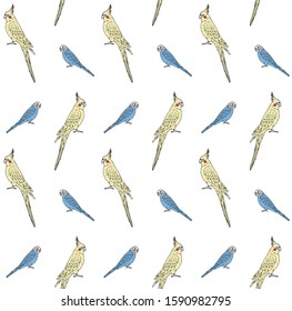 Vector seamless pattern of colored hand drawn doodle sketch budgie and cockatiel parrot isolated on white background